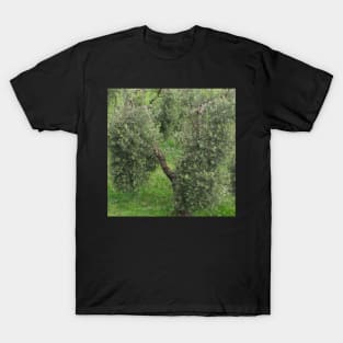 Olive tree Mediterranean Grove T-Shirt